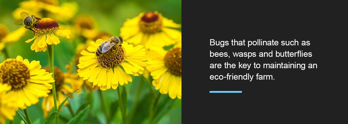 Bugs that pollinate such as bees are the key to maintaining an eco-friendly farm 
