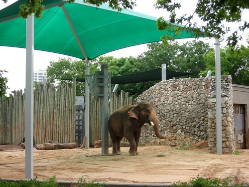 elephant covered by green shade in enclosure