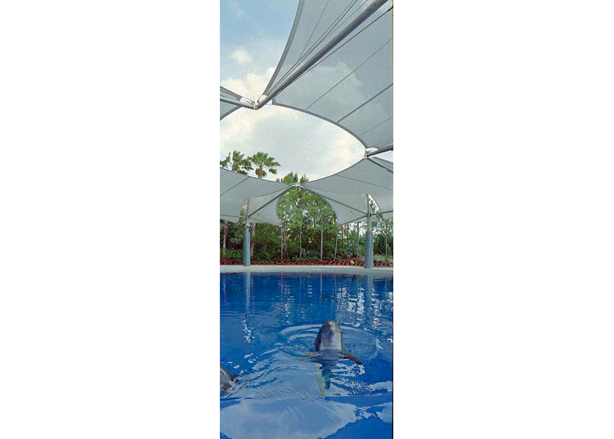 dolphin swimming in pool under usa shades