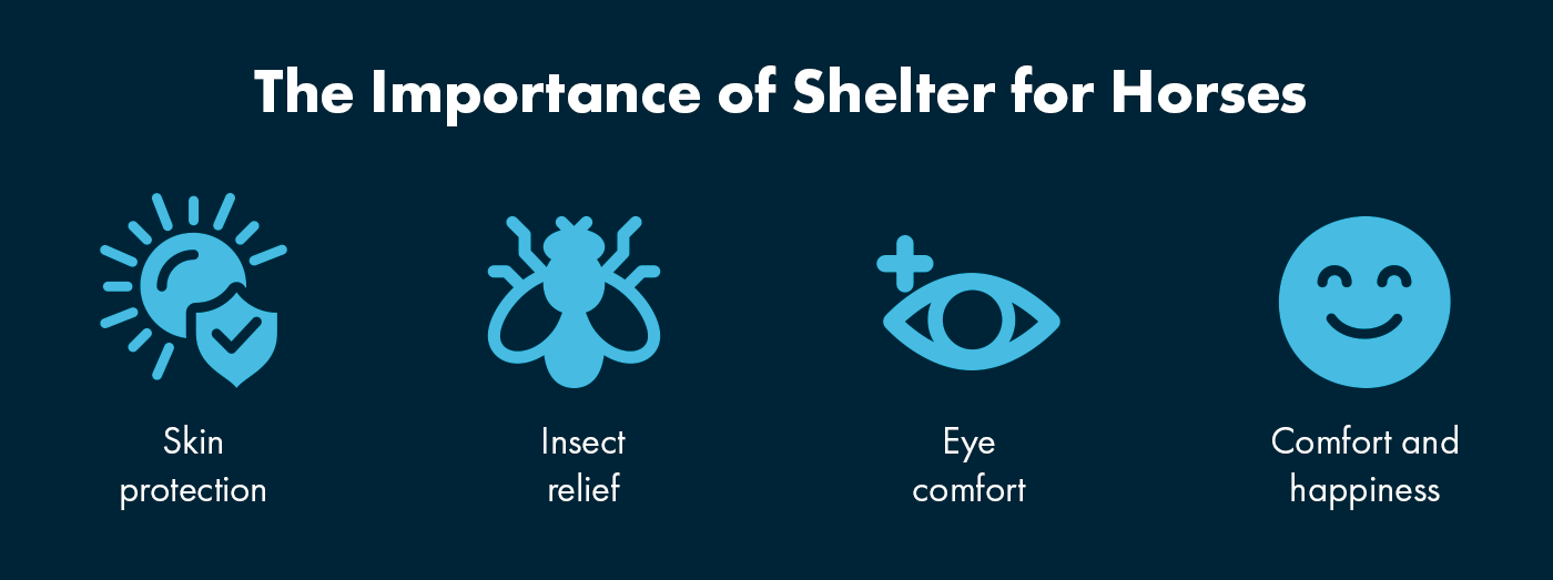 The Importance of Shelter for Horses